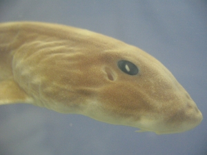 Foto Galerie/Orectolobiformes/Chiloscyllium punctatum/Chiloscyllium punctatum_03_S.jpg
